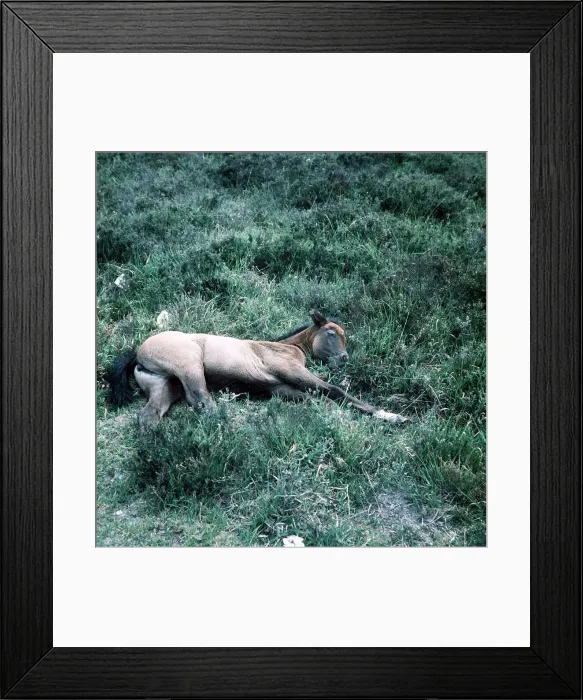 Framed Print : Animals - Horses - Mares and Foals New forest pony foal June 1975 Framed Print : Animals - Horses - Mares and Foals New forest pony foal June 1975