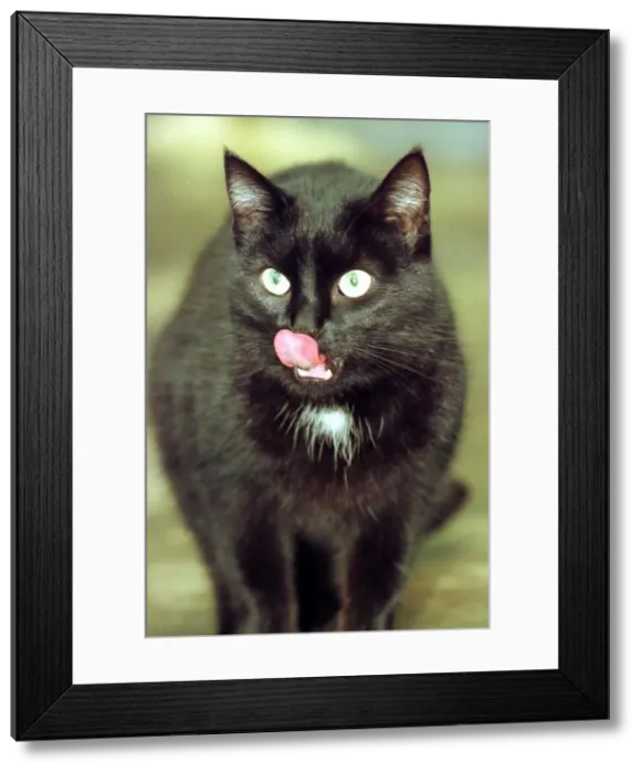 Framed Print : Dublin cat stuck in a tree for a week March 1999 A last-ditch Framed Print : Dublin cat stuck in a tree for a week March 1999 A last-ditch