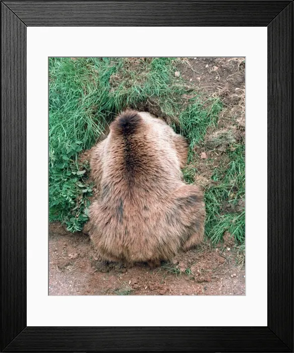 Framed Print : Animals Brown Bear digging hole Whipsnade Zoo June 1997 Framed Print : Animals Brown Bear digging hole Whipsnade Zoo June 1997