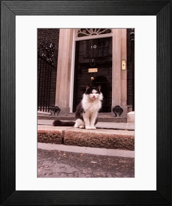 Framed Print : Humphrey the Downing Street cat sitting outside number 10