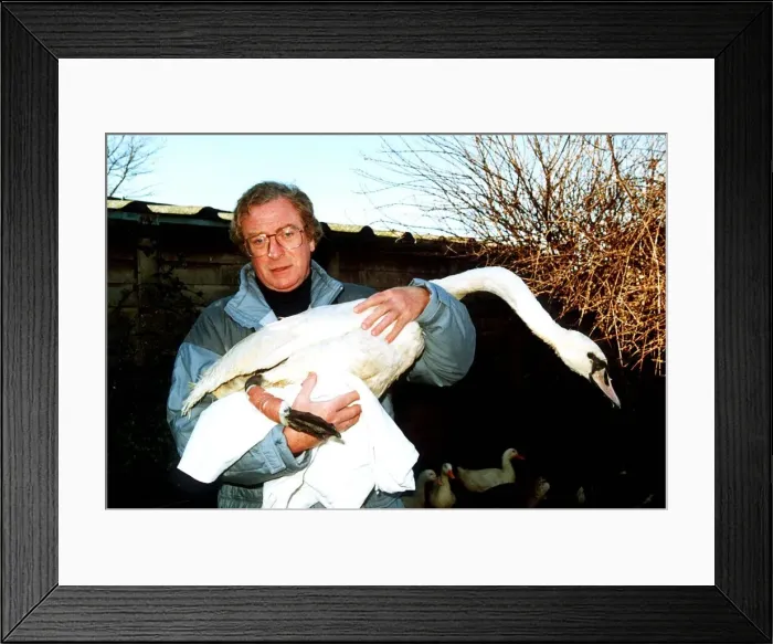 Framed Print : Michael Caine actor with injured swan being treated at Dot Beesons Sanctuary in Surrey