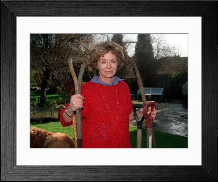 Framed Print : Susannah York actress in garden Feb 90 holding garden tools A©Mirrorpix