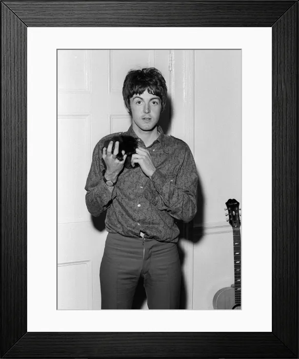 Framed Print : Paul McCartney holding a kittenat his home on his 25th birthday. 18 June 1967 Framed Print : Paul McCartney holding a kittenat his home on his 25th birthday. 18 June 1967
