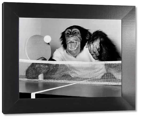 Noddy, the 4-year-old female Chimp very much enjoys a match of table tennis