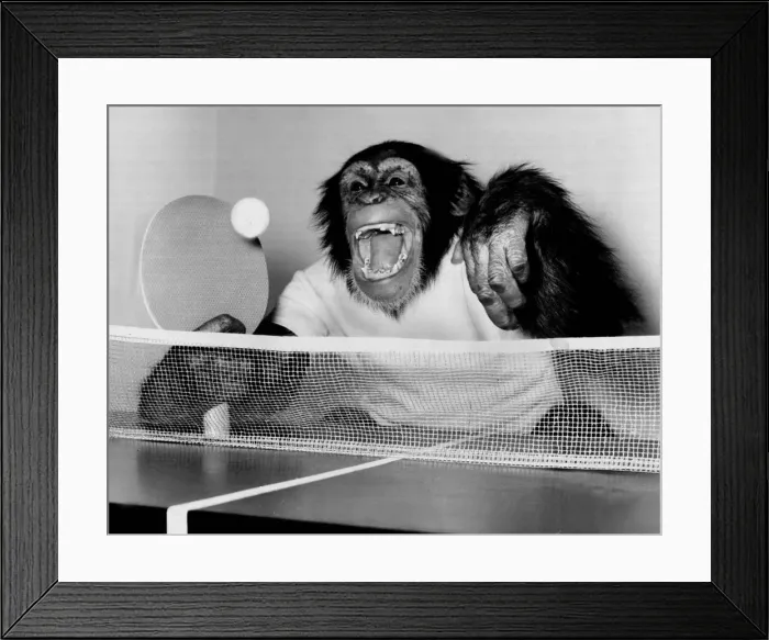 Framed Print : Noddy, the 4-year-old female Chimp very much enjoys a match of table tennis Framed Print : Noddy, the 4-year-old female Chimp very much enjoys a match of table tennis