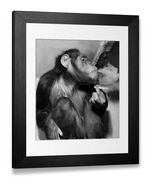 Framed Print : Melody, a three year old chimp who lost her mate a few weeks ago Framed Print : Melody, a three year old chimp who lost her mate a few weeks ago