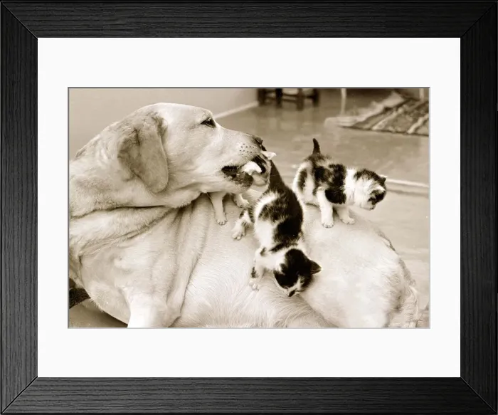 Framed Print : Golden retriever dog adopts kittens Animal friendship Framed Print : Golden retriever dog adopts kittens Animal friendship