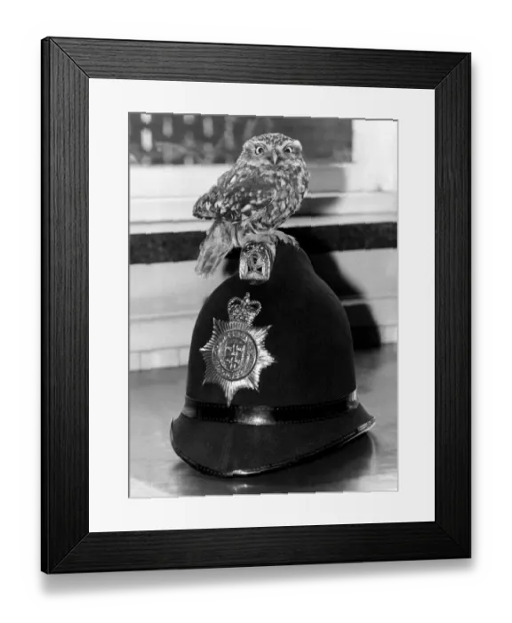 Framed Print : This young owl was given the bird by his mum, but luckily fell into the hands of the law Framed Print : This young owl was given the bird by his mum, but luckily fell into the hands of the law