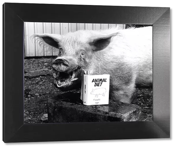 007, the Worlds most famous pig is on a diet. He is father to 100, 000 piglets