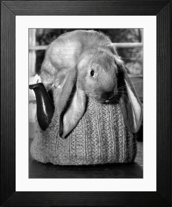 Framed Print : A cosy place to keep warm: a baby rabbit on top of a tea pot