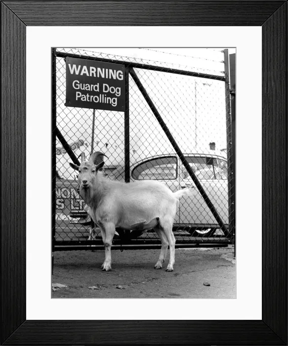 Framed Print : Billy the goat stands guard over the open air car show display at Willenhall Staffs Framed Print : Billy the goat stands guard over the open air car show display at Willenhall Staffs