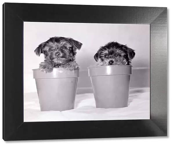 Two yorkshire terrier puppies playing inside a couple of plant pots May 1979