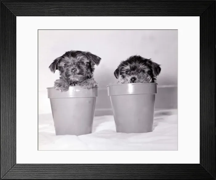 Framed Print : Two yorkshire terrier puppies playing inside a couple of plant pots May 1979