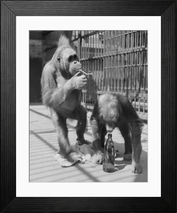 Framed Print : Baby Orangutangs take a drink at London Zoo Circa 1953 1950s Framed Print : Baby Orangutangs take a drink at London Zoo Circa 1953 1950s