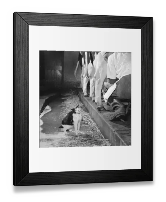 Framed Print : This cat enjoys direct milk supply from a cow