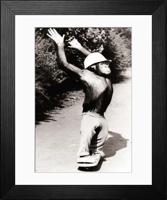 Framed Print : A Chimpanzee wearing a crash helmet riding on a skate board