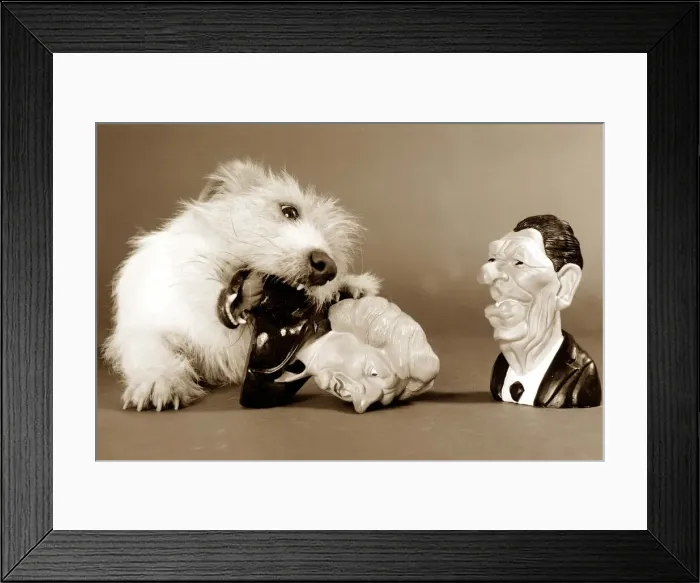 Framed Print : Dog chewing the base of a Margaret Thatcher statuette Framed Print : Dog chewing the base of a Margaret Thatcher statuette