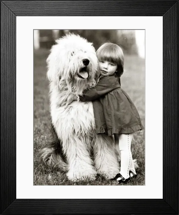 Framed Print : a little girl hugs her canine companion - an old english sheepdog Framed Print : a little girl hugs her canine companion - an old english sheepdog