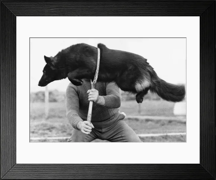Framed Print : Animals - Dogs A dog skilfully jumps through a hoop Framed Print : Animals - Dogs A dog skilfully jumps through a hoop