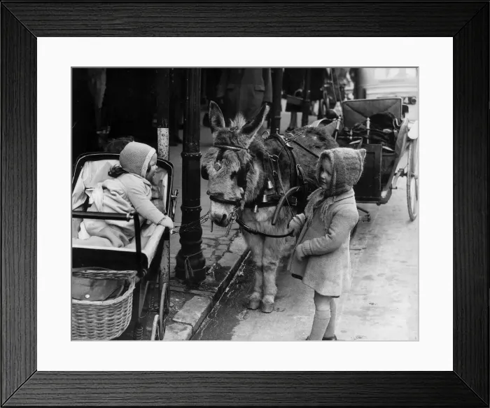 Framed Print : Animals Donkey and Carriage Miss Jessie Cathcart of Paignton Framed Print : Animals Donkey and Carriage Miss Jessie Cathcart of Paignton