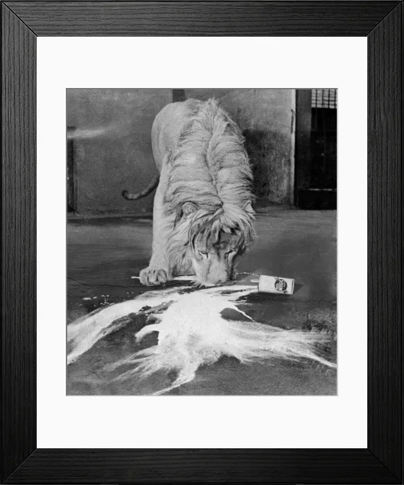 Framed Print : A Lion laps up milk from a spilt tin in his cage at London Zoo circa 1935 Framed Print : A Lion laps up milk from a spilt tin in his cage at London Zoo circa 1935