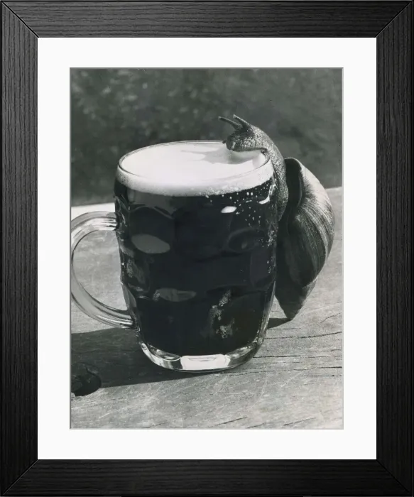 Framed Print : A snail climbs up the side of a pint glass to drink lager from the pitcher Framed Print : A snail climbs up the side of a pint glass to drink lager from the pitcher