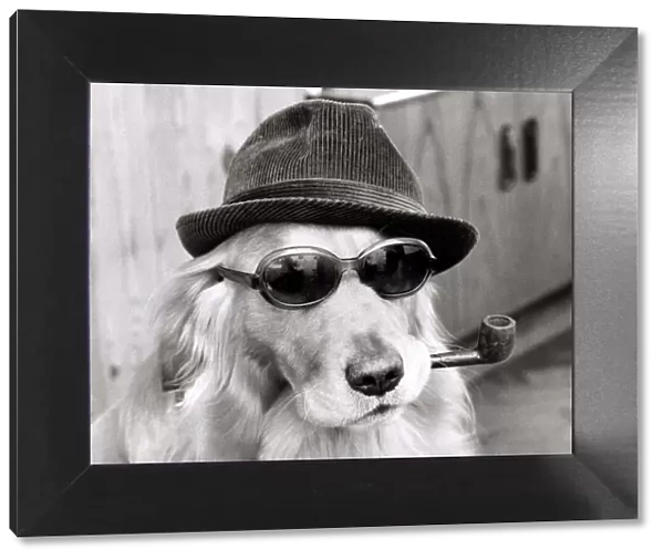 Monty the golden retriever dog wearing a hat and sunglasses while smoking a pipe