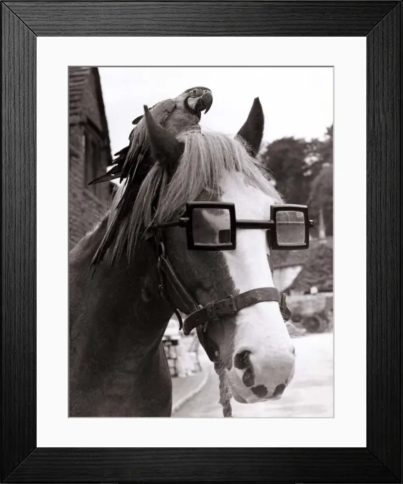 Framed Print : Toggle the horse and Polonisia the parrot at Castle Combe