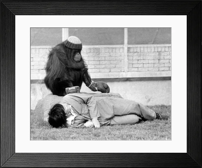 Framed Print : Azimath the orang-utan at Blackpool Zoo, wearing a woolie hat and boxing gloves Framed Print : Azimath the orang-utan at Blackpool Zoo, wearing a woolie hat and boxing gloves