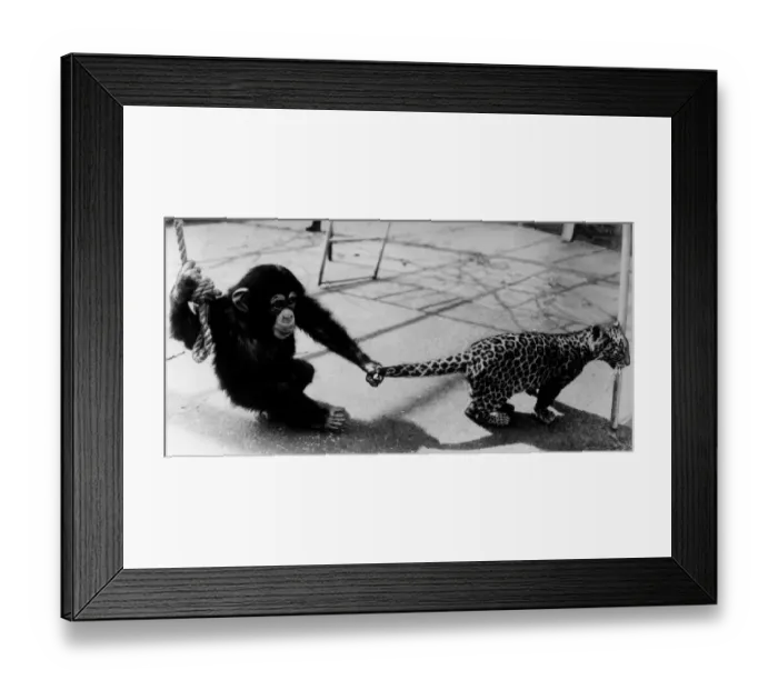 Framed Print : Animals Monkeys Chimpanzee Cats Leopard Topaz the Chimp pulls the tail of Luke Framed Print : Animals Monkeys Chimpanzee Cats Leopard Topaz the Chimp pulls the tail of Luke