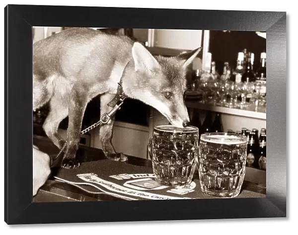 Drinking fox - this fox likes to down a few pints at his local pub