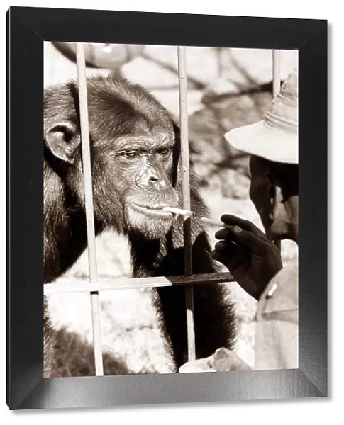 a woman gives this chimpanzee a light circa 1980