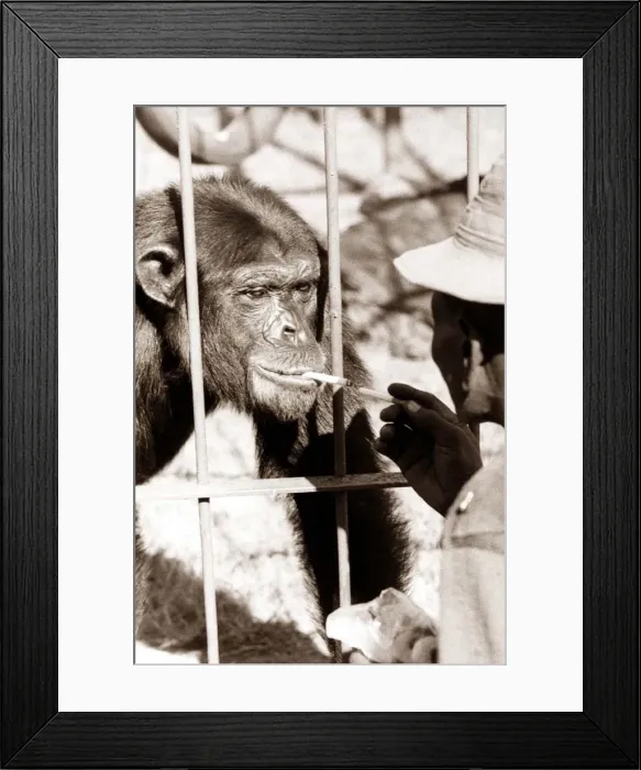 Framed Print : a woman gives this chimpanzee a light circa 1980 Framed Print : a woman gives this chimpanzee a light circa 1980
