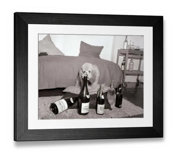 Framed Print : Poodles wearing hats, drinking champagne at a birthday party for a fellow poodle dog
