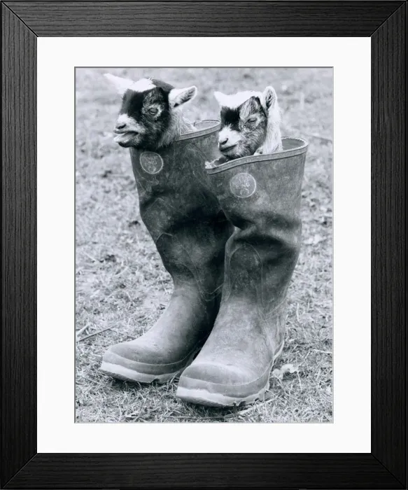 Framed Print : Two Baby African Pygmy Goats (Kids) sit inside a pair of Wellington Boots
