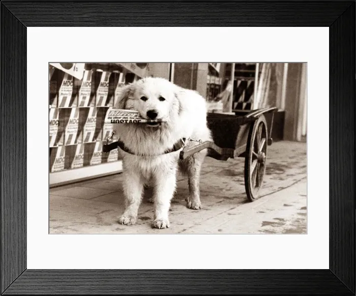 Framed Print : A dog pulling a small cart of papers goes on his delivery round Framed Print : A dog pulling a small cart of papers goes on his delivery round