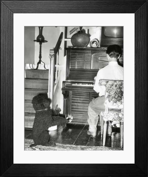 Framed Print : Bobbie the French poodle, Stands to attention when ever he hears the national anthem Framed Print : Bobbie the French poodle, Stands to attention when ever he hears the national anthem