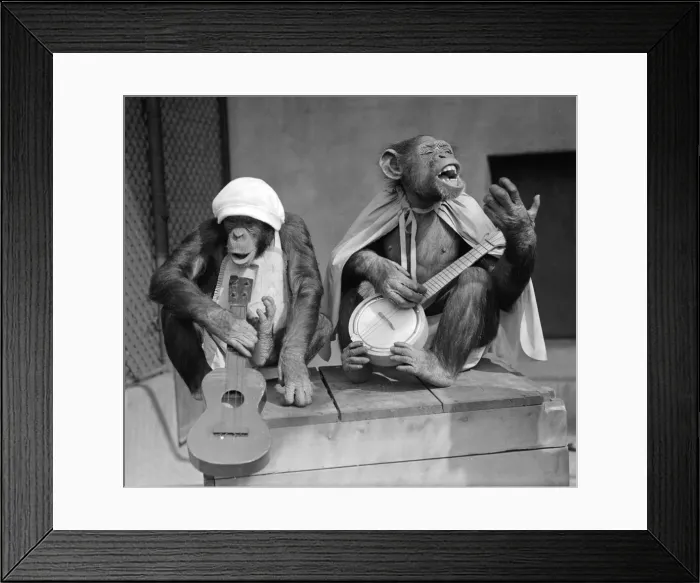 Framed Print : Monkeys at London Zoo. Chimpanzees playing dressed in clothes Framed Print : Monkeys at London Zoo. Chimpanzees playing dressed in clothes