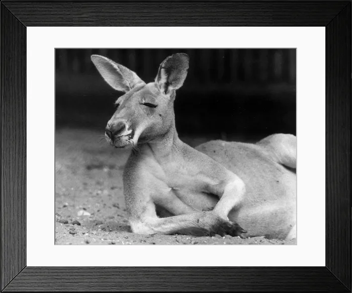 Framed Print : Bill the red Kangaroo at London Zoo lays on his side and rests on his elbow Framed Print : Bill the red Kangaroo at London Zoo lays on his side and rests on his elbow
