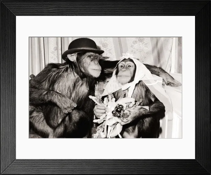 Framed Print : Mr and Mrs Chimp Two Chimpanzees in bride and groom clothing Framed Print : Mr and Mrs Chimp Two Chimpanzees in bride and groom clothing