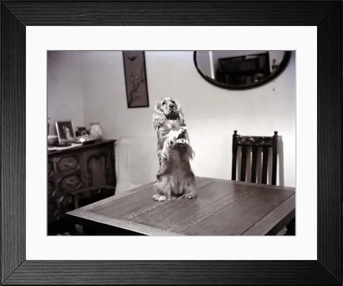 Framed Print : A Spaniel standing on hind legs on table Dog dogs November 1951 Framed Print : A Spaniel standing on hind legs on table Dog dogs November 1951