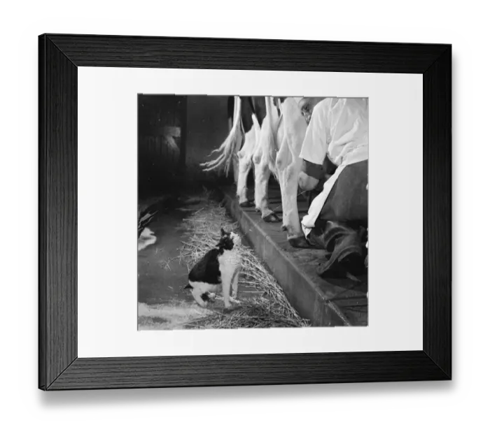 Framed Print : This cat enjoys direct milk supply from a cow Framed Print : This cat enjoys direct milk supply from a cow