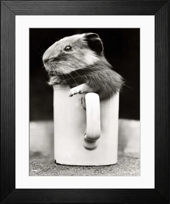 Framed Print : A guinea pig playing inside a cup at Crystal Palace Childrens Zoo in South London