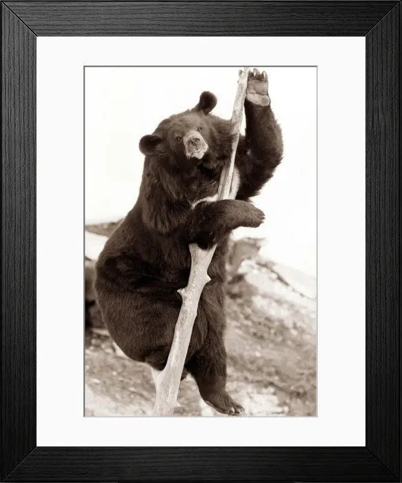 Framed Print : A bear climbs up a tree to get a better view of his surroundings... in the zoo