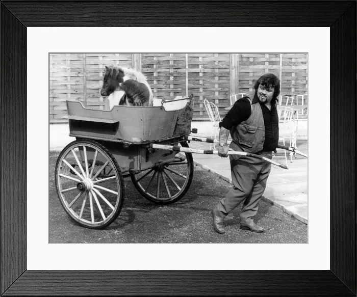 Framed Print : Lizzie the eight week old carthorse foal sits in the back of a carriage pulled by her