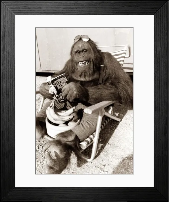 Framed Print : an orangutan sit and relaxes with a good book, with sunglasses resting on top of his head Framed Print : an orangutan sit and relaxes with a good book, with sunglasses resting on top of his head