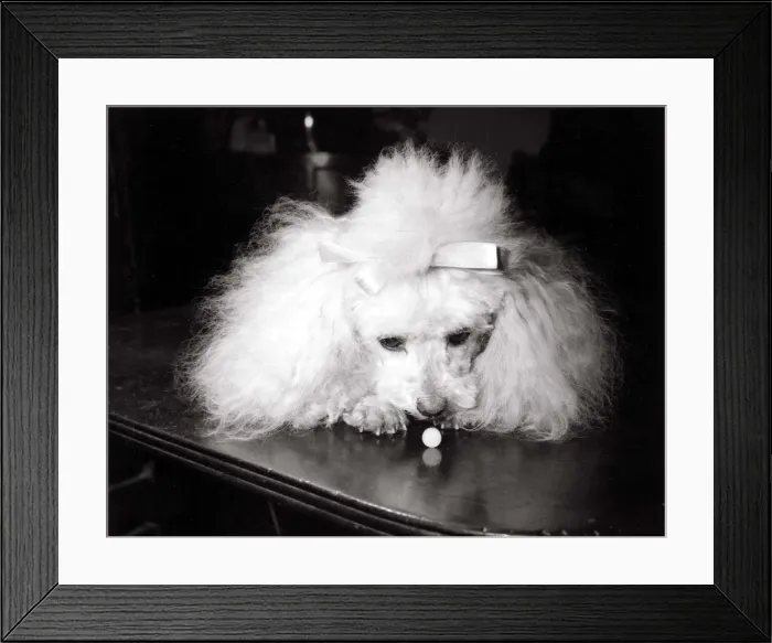 Framed Print : Lori Merrymorn the poodle, one of the first dogs to try the new pet pill Framed Print : Lori Merrymorn the poodle, one of the first dogs to try the new pet pill