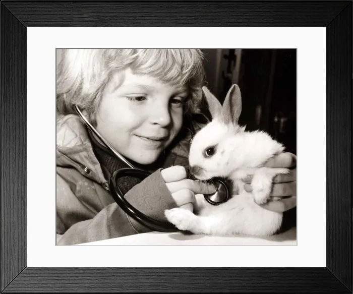 Framed Print : A young boy examines his rabbit, using a stethoscope to listen for a heartbeat Framed Print : A young boy examines his rabbit, using a stethoscope to listen for a heartbeat