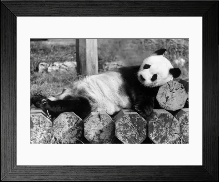 Framed Print : Giant panda An-An is in a sleepy mood at London Zoo. Panda lying on top of a pile Framed Print : Giant panda An-An is in a sleepy mood at London Zoo. Panda lying on top of a pile