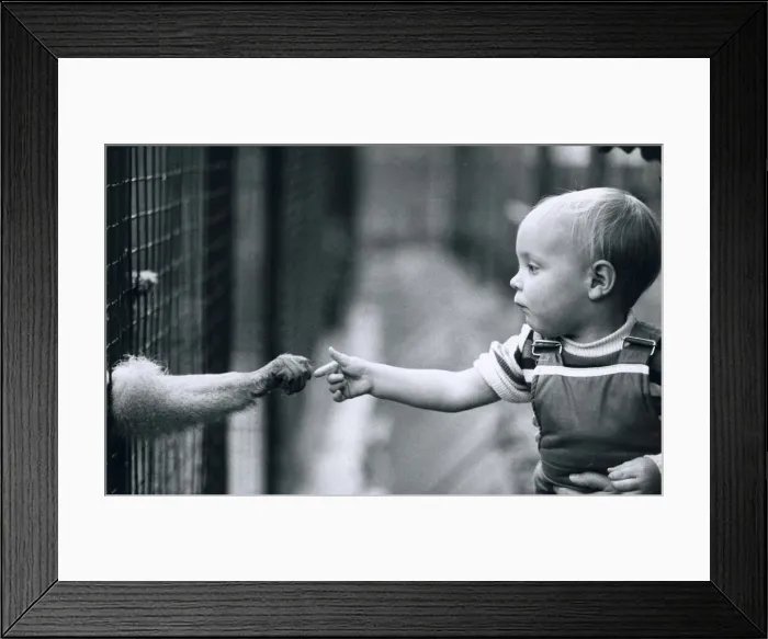 Framed Print : James Harrison, 17 months old, reaches out for the hand of a monkey at Chessington Zoo as Framed Print : James Harrison, 17 months old, reaches out for the hand of a monkey at Chessington Zoo as